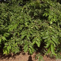 Terminalia arjuna (Roxb. ex DC.) Wight & Arn.
